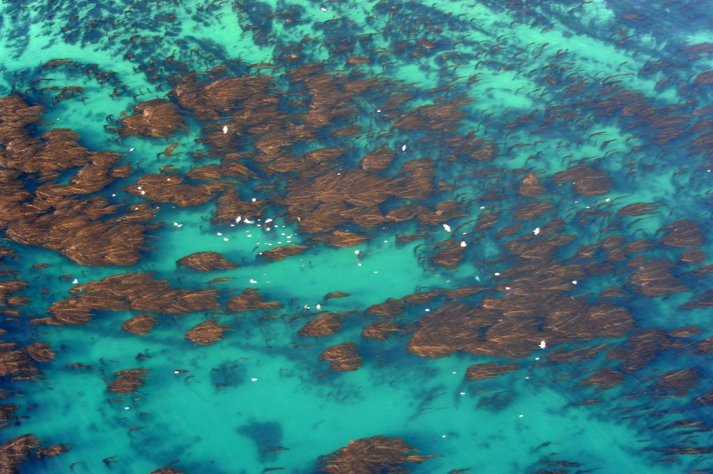 Detail of Aerial view of Seaweed and birds in the Pacific Ocean in Santa Barbara, California by Anonymous