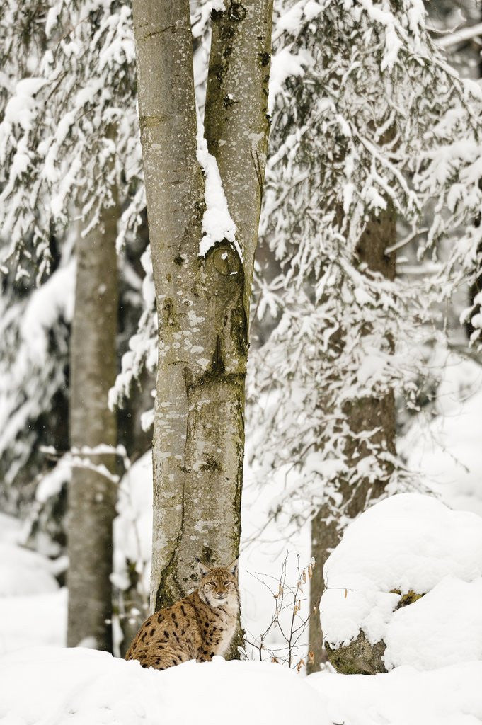 Detail of Lynx (Lynx Lynx) in the forest under an intense snowfall, Bayerischer Wald National Park,Germany by Anonymous