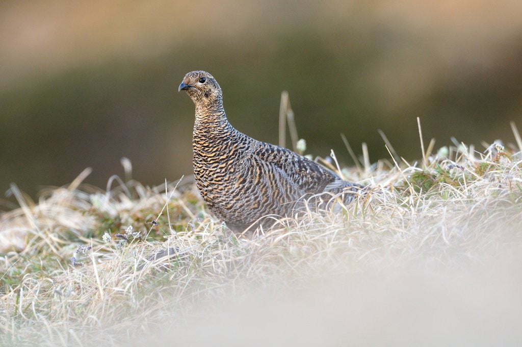 Detail of The female of Black Grouse overlooking the lek, Alpi Carniche, Friuli-Venezia Giulia, Carnia, It by Anonymous