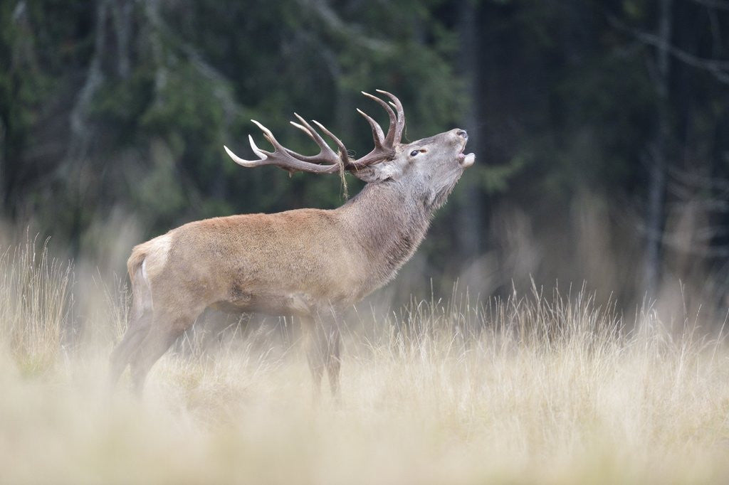 Detail of Rutting deer, Alpi Carniche, Friuli-Venezia Giulia, Carnia, Italy, Italia by Anonymous