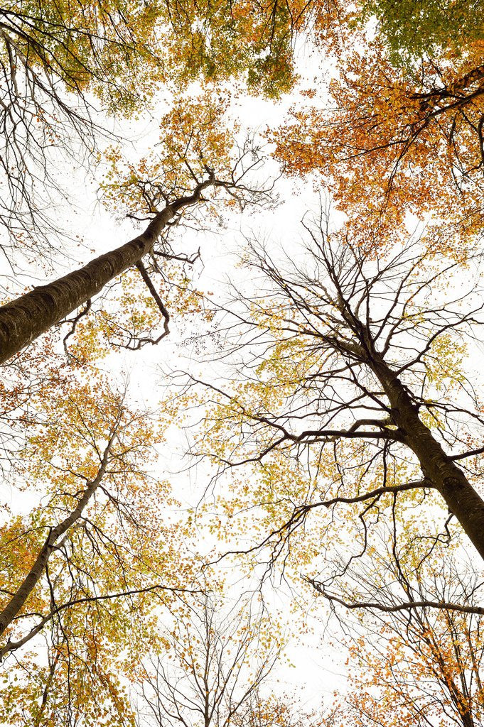 Detail of Wood takes on the warm colors of autumn, Prealpi Carniche , friuli Friuli-Venezia Giulia, Carnia by Anonymous