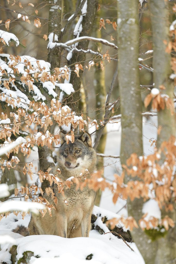 Detail of Wild wolf in the beech forest, Bayerischer Wald National Park , Germania, Germany by Corbis