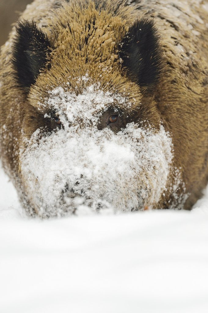 Detail of Wild boar (Sus scrofa) portrait in the snow, Bayerischer Wald National Park, Germania, Germany by Anonymous