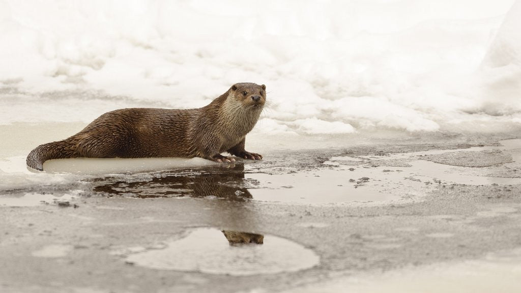 Detail of Wild otter (Lutra lutra) on the frozen lake, Bayerischer Wald National Park , Germania, Germany by Anonymous