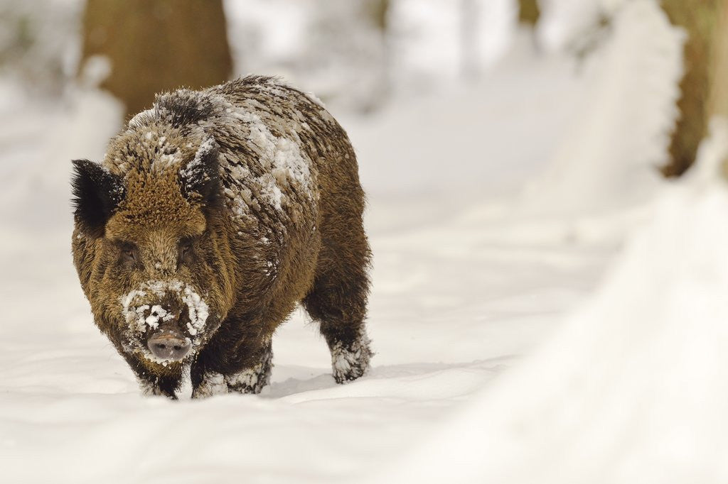 Detail of Wild boar (Sus scrofa) in the snow, Bayerischer Wald National Park, Germania, Germany by Anonymous