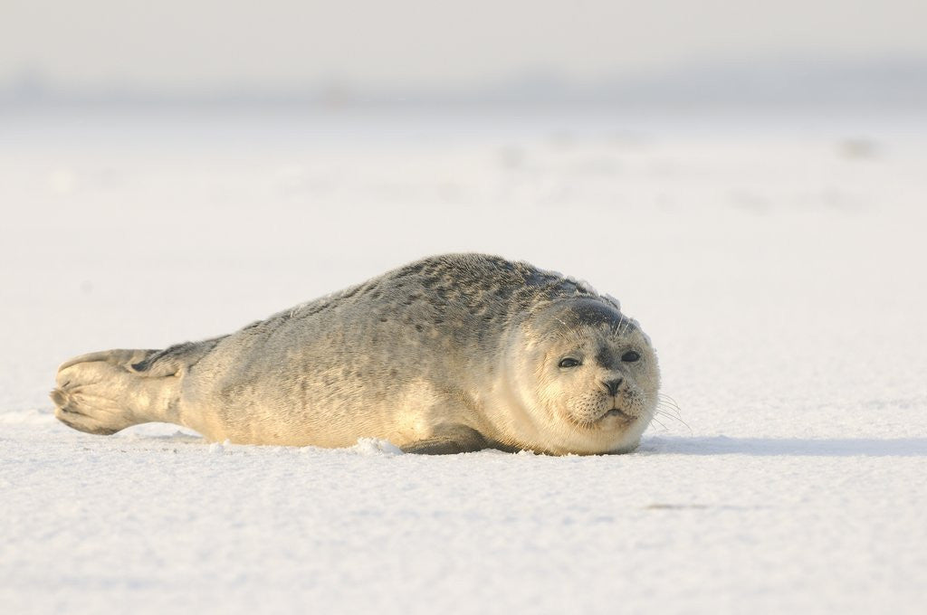 Detail of Gray seals flock to the beach of Donna Nook,Donna Nook Nature Reserve, Lincolnshire, United Kingdom by Anonymous