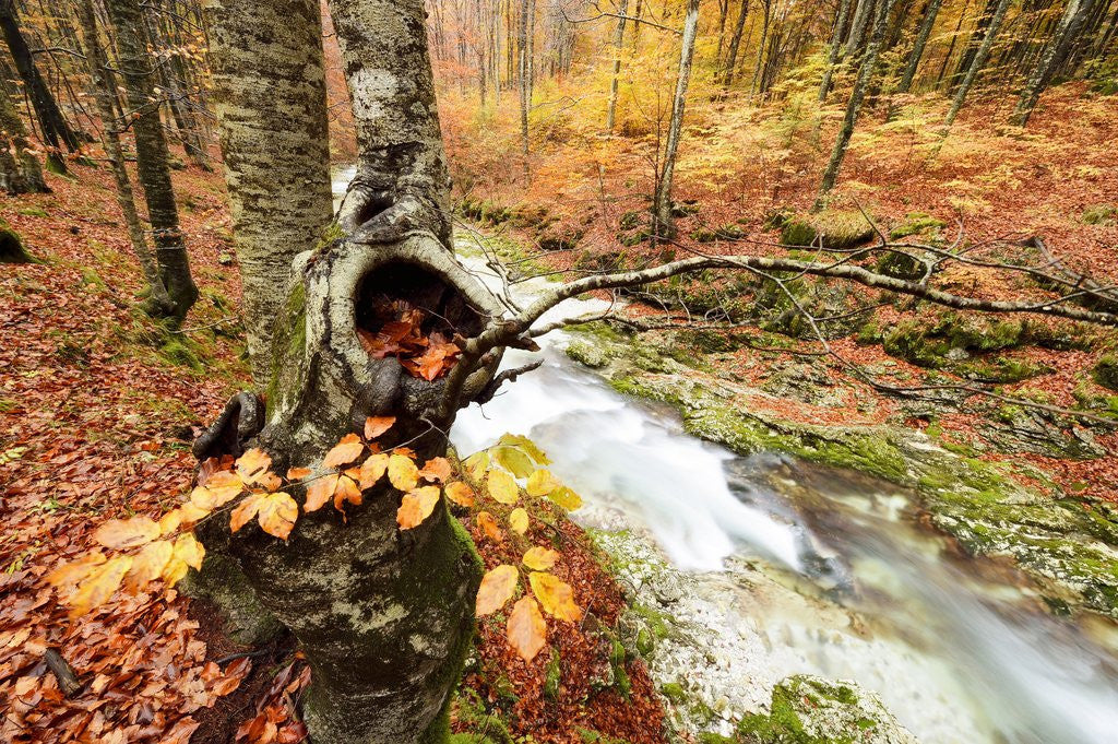 Detail of The wood takes on the warm colors of autumn, Prealpi Carniche , friuli Friuli-Venezia Giulia, Carnia by Anonymous