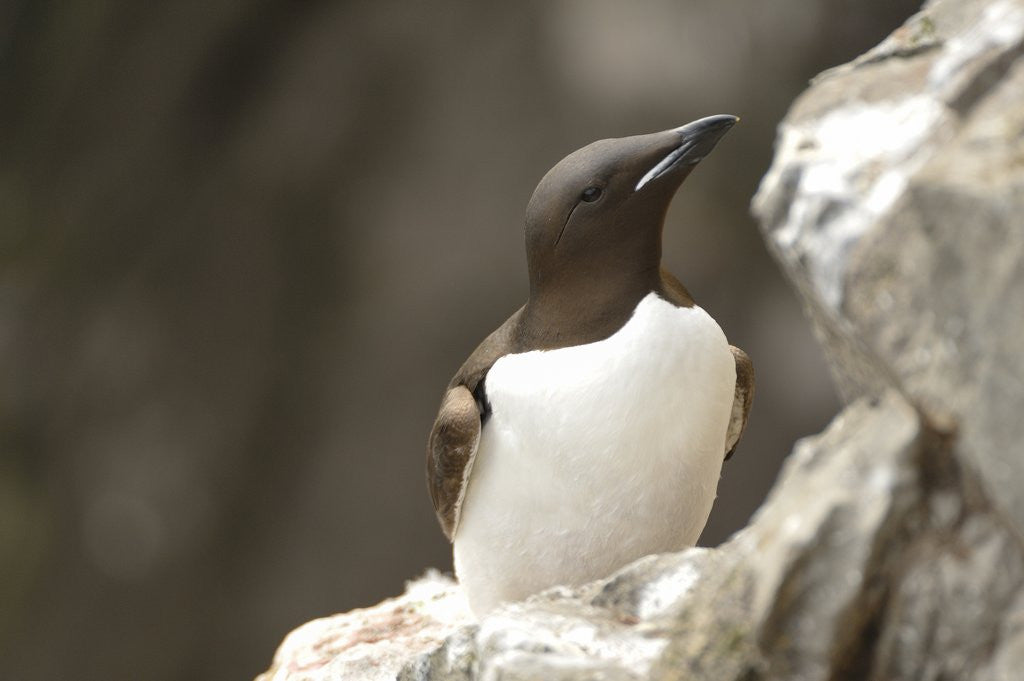 Detail of the elegance guillemot crowd the cliffs of Latrabjarg, Latrabjarg , Iceland, Islanda by Anonymous