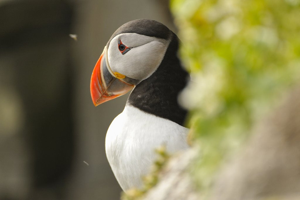 Detail of the cute and colorful Puffins crowd the cliffs of Latrabjarg, Latrabjarg , Iceland, Islanda by Anonymous