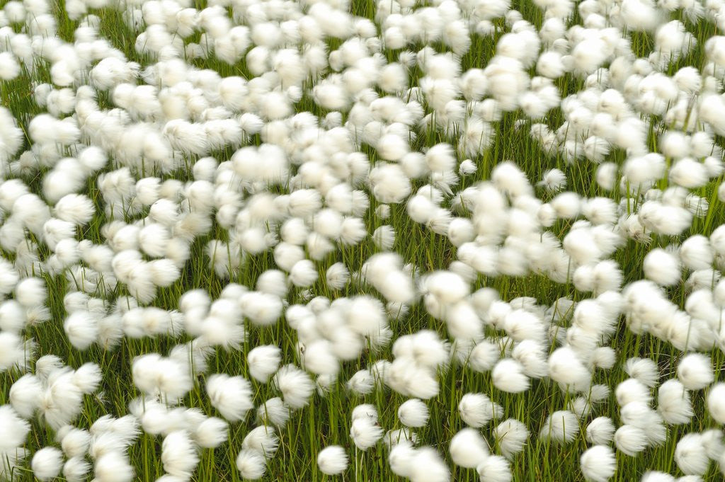 Detail of the with cotton grass covers entire fields of wet,Iceland, Islanda by Anonymous