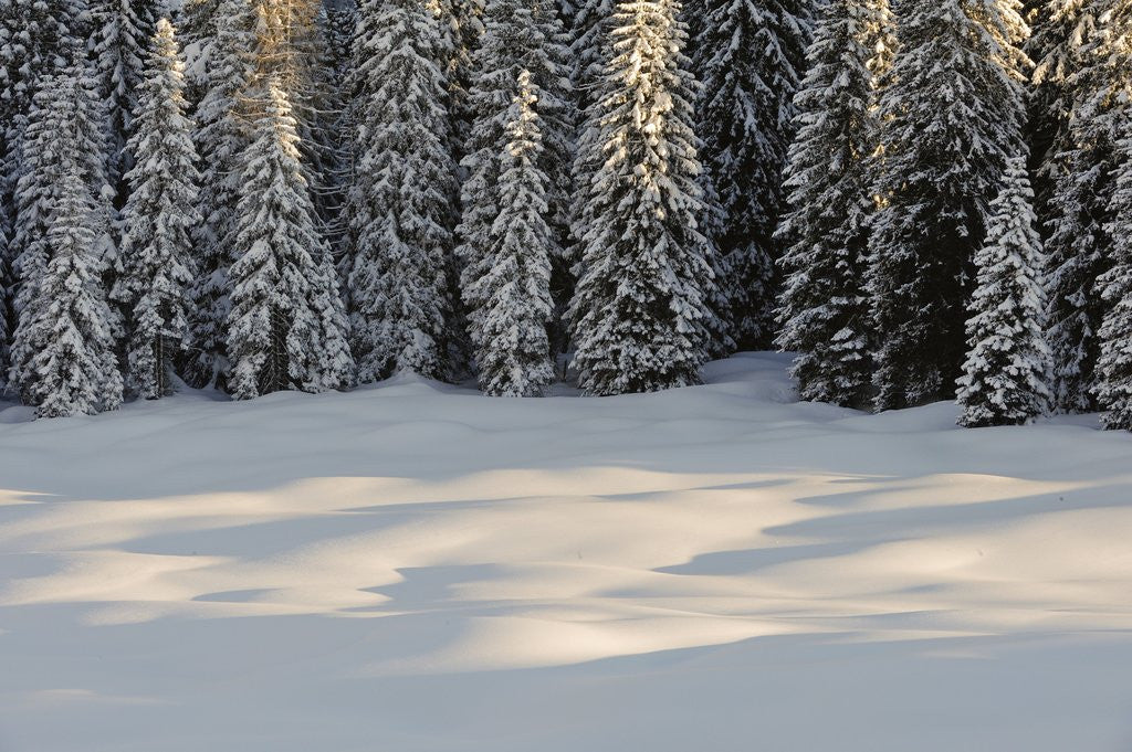 Detail of The forest rests under the blanchet of snow, Alpi Carniche , Friuli-Venezia Giulia, Carnia , E by Anonymous