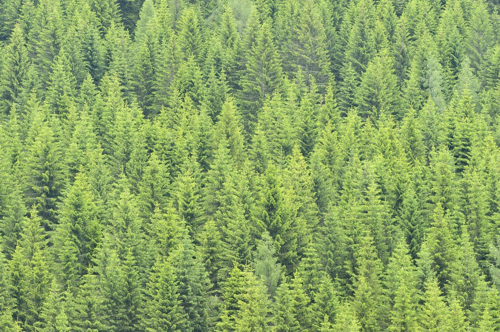 Detail of The arrival of spring shine the green shoots of fir trees, Alpi Carniche , Friuli-Venezia Giulia by Anonymous