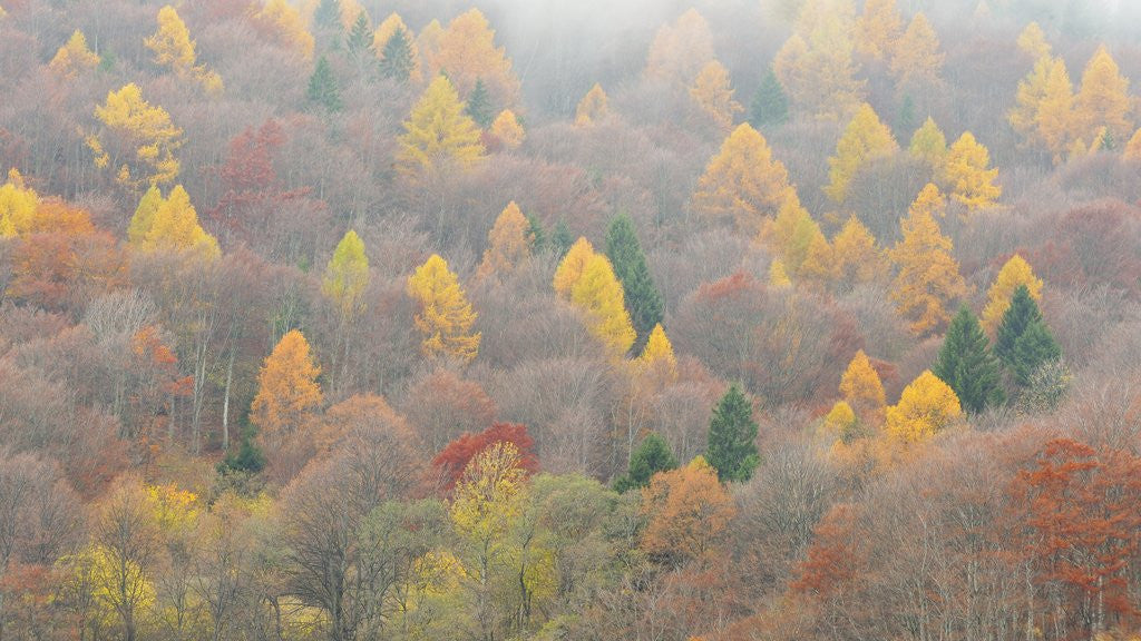 Detail of The mixed forest in autumn wears his best dress, Alpi Carniche , Friuli-Venezia Giulia, Carnia by Anonymous