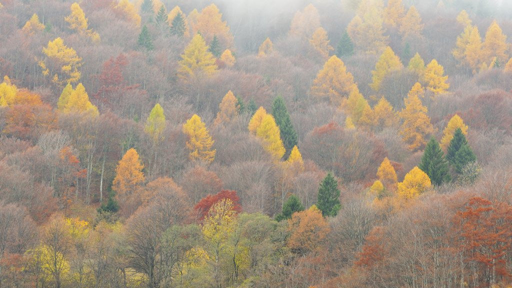 Detail of The mixed forest in autumn wears his best dress, Alpi Carniche , Friuli-Venezia Giulia, Carnia by Corbis