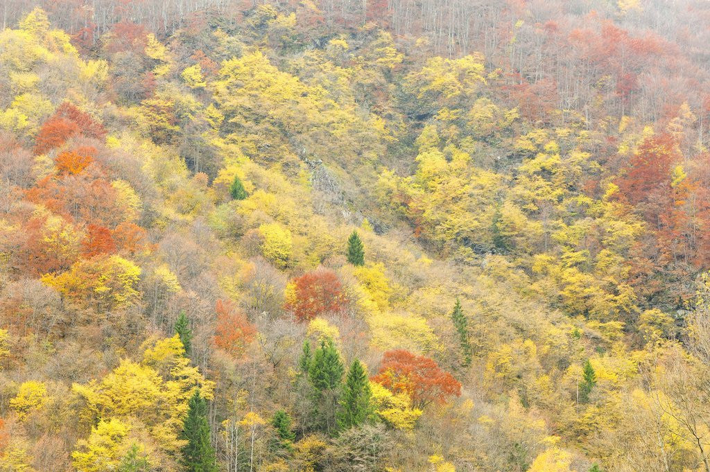 Detail of The mixed forest in autumn wears his best dress, Alpi Carniche , Friuli-Venezia Giulia, Carnia by Anonymous