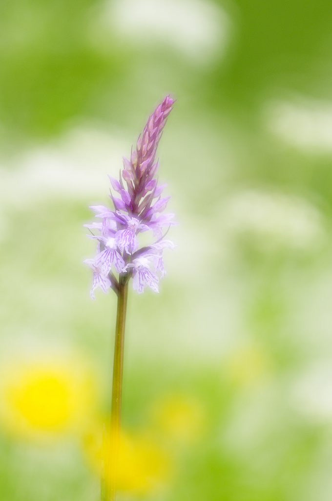 Detail of The delicate orchid, Val d'Arzino , Friuli-Venezia Giulia, Carnia , Europe, Italy, Europa Itali by Anonymous