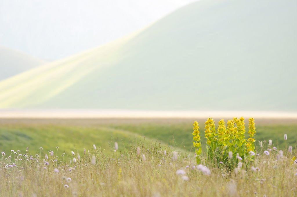 Detail of The spontaneous flowering makes plans Castellucio Norcia a show not to be missed, Parco Nazionale Mo by Anonymous