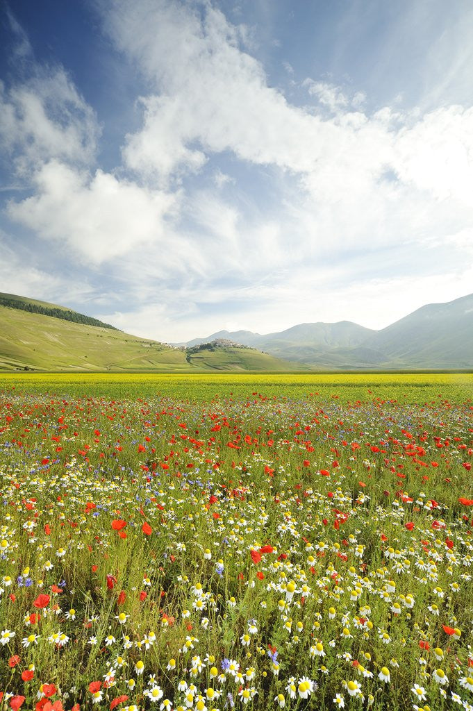 Detail of The spontaneous flowering makes plans Castellucio Norcia a show not to be missed, Parco Nazionale Mo by Anonymous