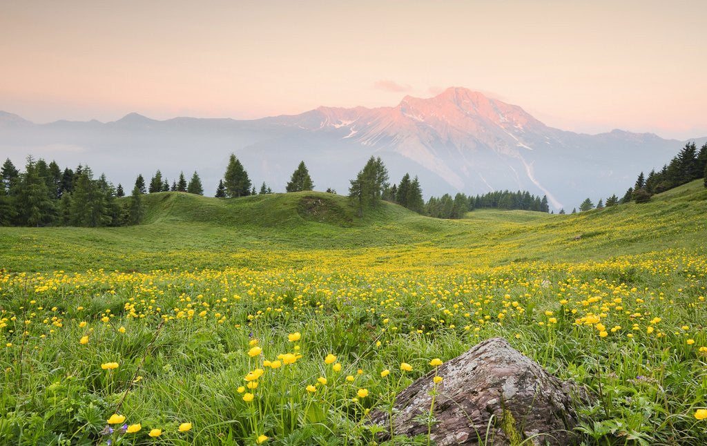 Detail of The mount Bivera emerges dawn behind a spectacular bloom of yellow buttercups, Alpi Carniche , Friu by Anonymous
