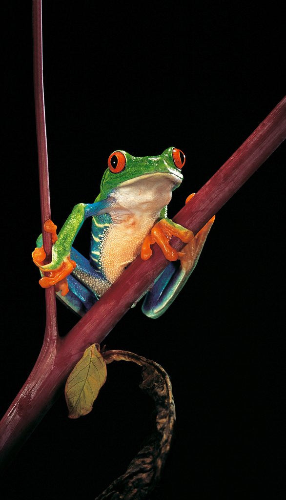 Detail of Agalychnis callidryas (red-eyed treefrog ) by Anonymous