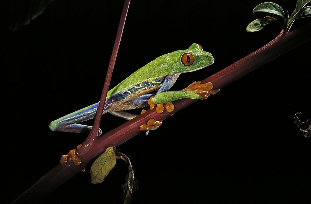 Detail of Agalychnis callidryas (red-eyed treefrog) by Anonymous