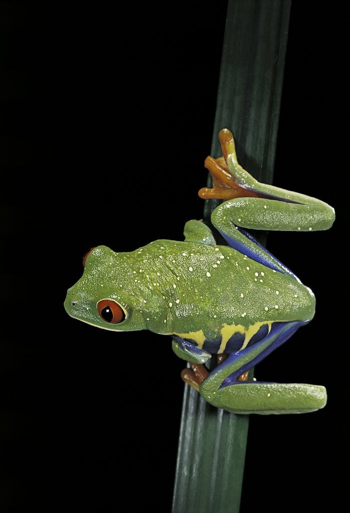 Detail of Agalychnis callidryas (red-eyed treefrog) by Anonymous
