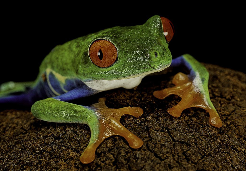 Detail of Agalychnis callidryas (red-eyed treefrog) by Anonymous