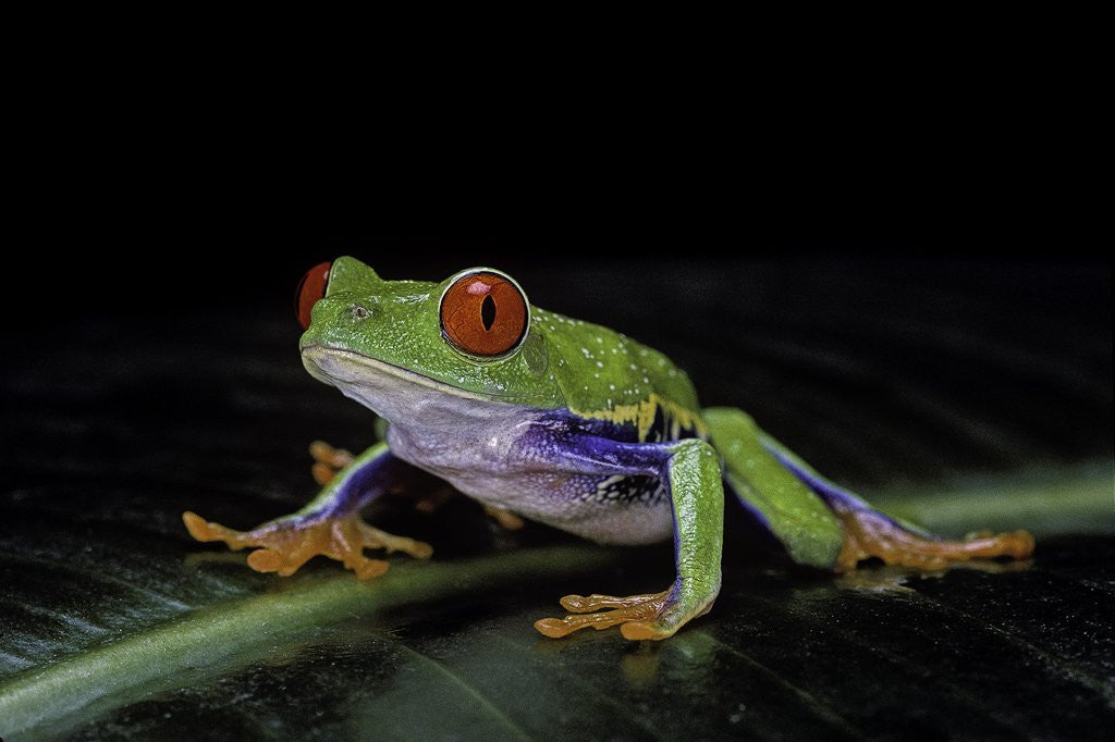Detail of Agalychnis callidryas (red-eyed treefrog) by Anonymous