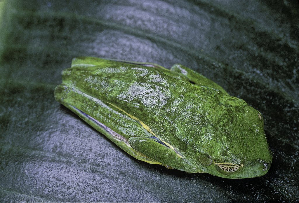 Detail of Agalychnis callidryas (red-eyed treefrog) by Anonymous