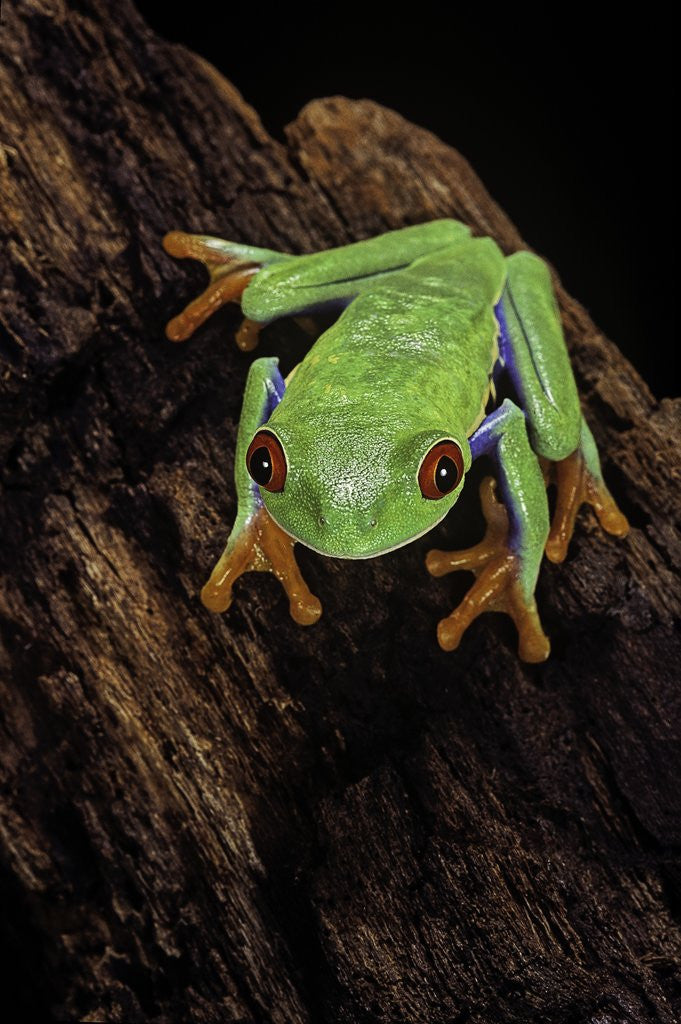 Detail of Agalychnis callidryas (red-eyed treefrog) by Anonymous