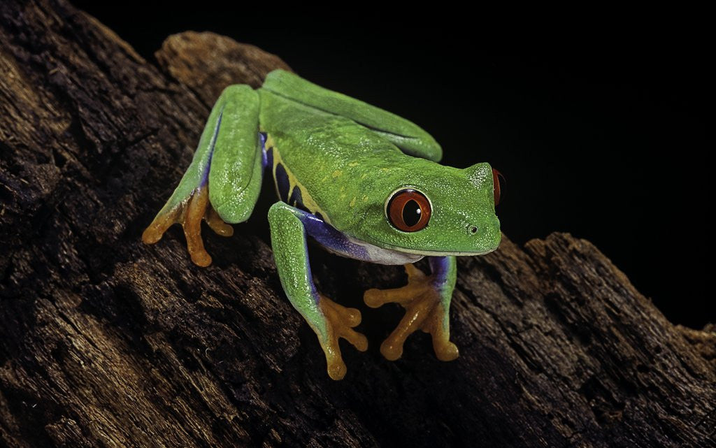 Detail of Agalychnis callidryas (red-eyed treefrog) by Anonymous
