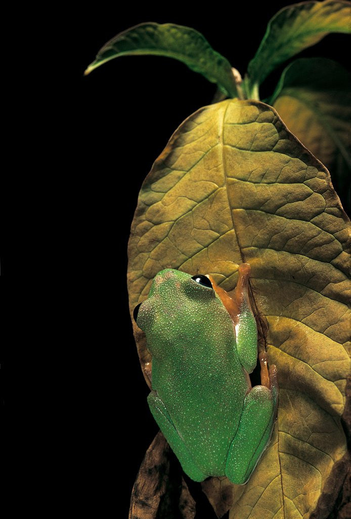 Detail of Agalychnis moreletii (black-eyed tree frog) by Anonymous