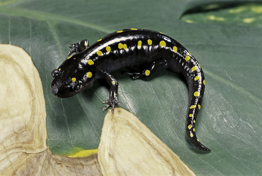 Detail of Ambystoma maculatum (spotted salamander) by Corbis
