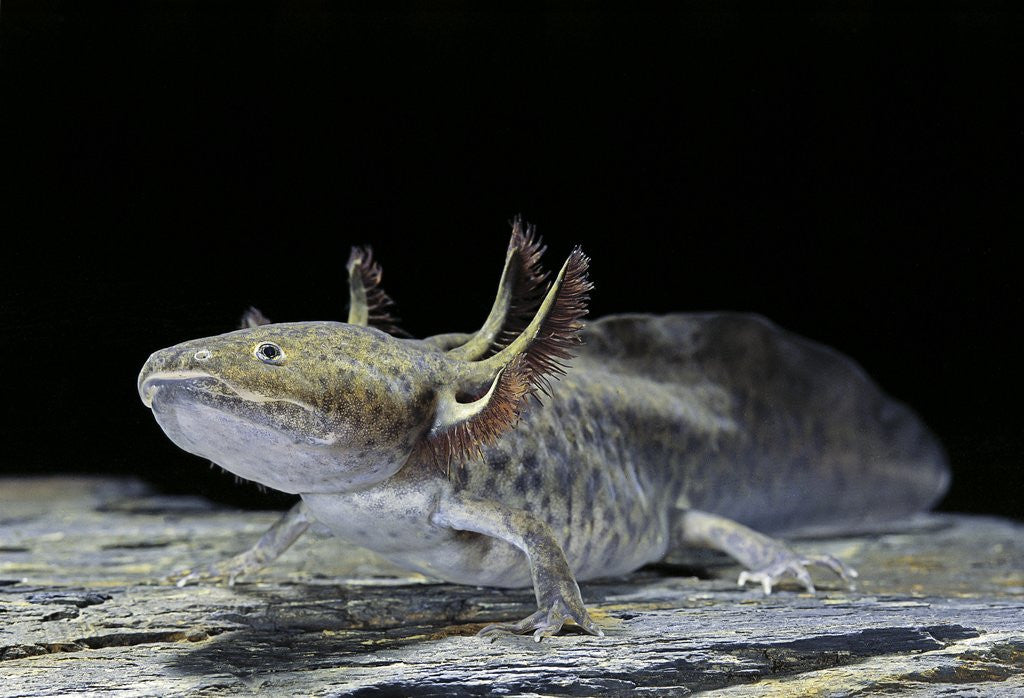 Detail of Ambystoma mexicanum (axolotl) by Anonymous