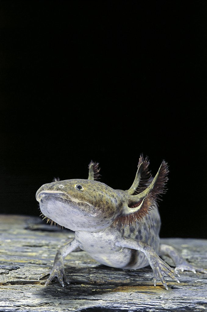 Detail of Ambystoma mexicanum (axolotl) by Anonymous
