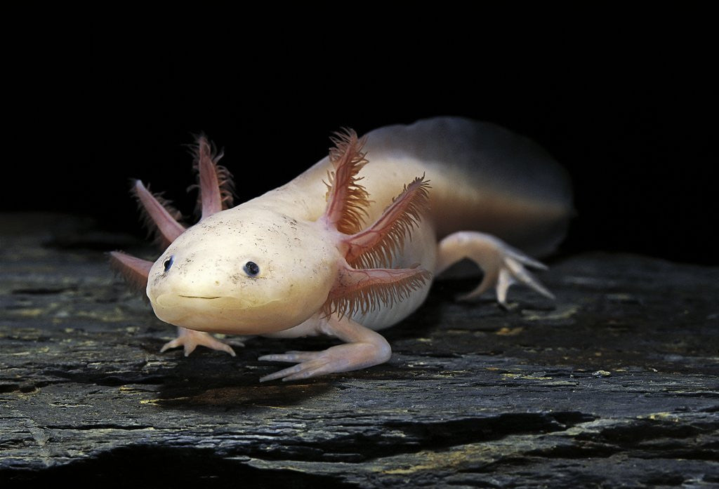 Detail of Ambystoma mexicanum f. leucistic (axolotl) by Anonymous
