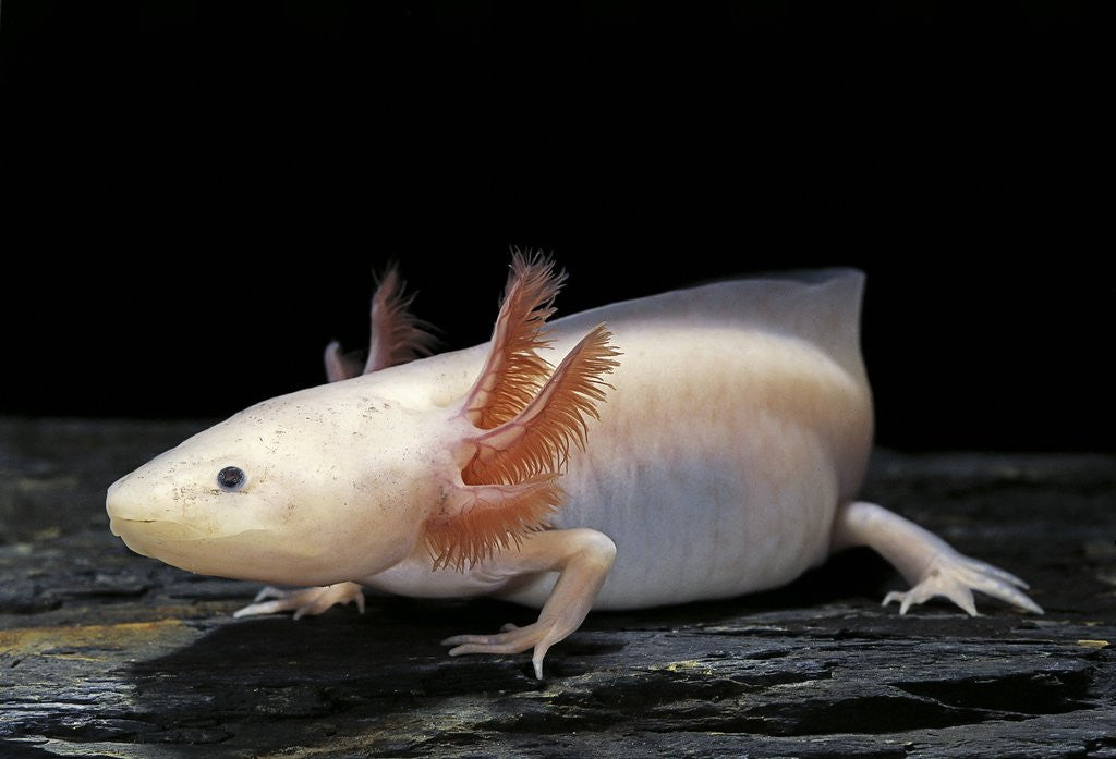 Detail of Ambystoma mexicanum f. leucistic (axolotl) by Anonymous