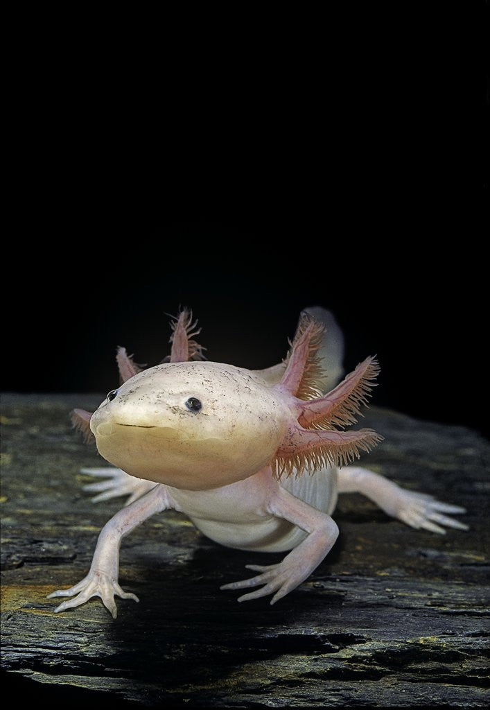 Detail of Ambystoma mexicanum f. leucistic (axolotl) by Anonymous