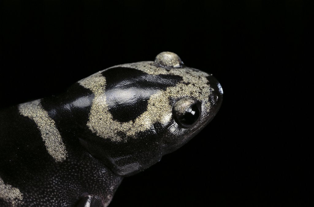 Ambystoma opacum (marbled salamander) by Corbis