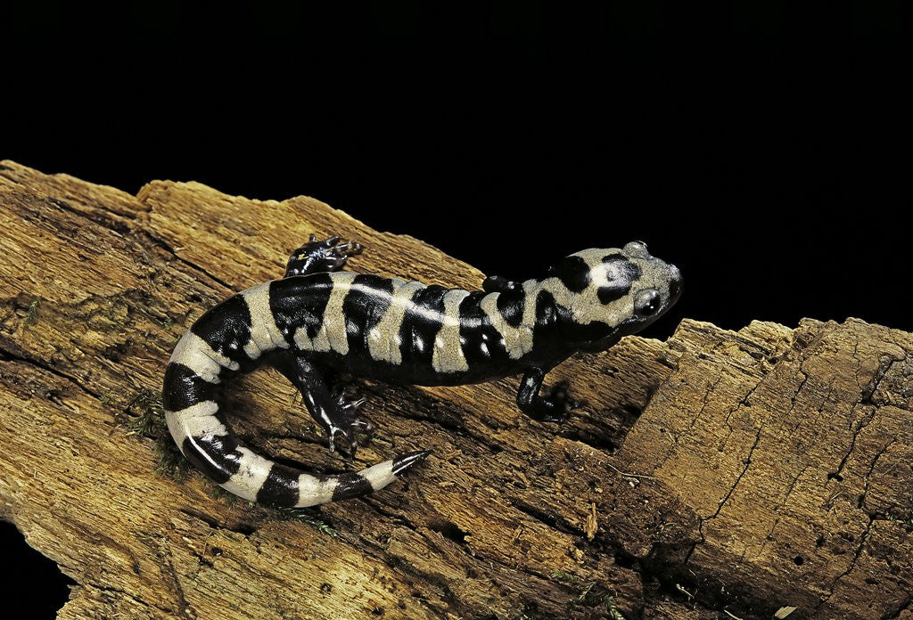 Detail of Ambystoma opacum (marbled salamander) by Anonymous