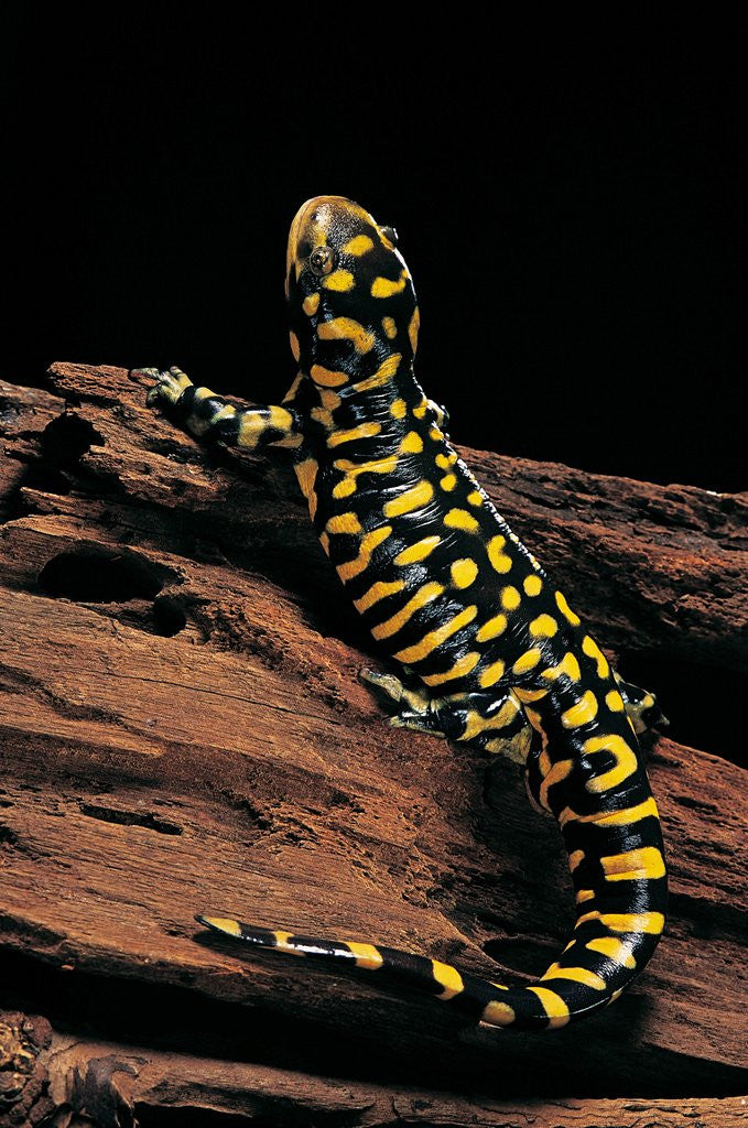 Detail of Ambystoma tigrinum tigrinum (tiger salamander) by Anonymous