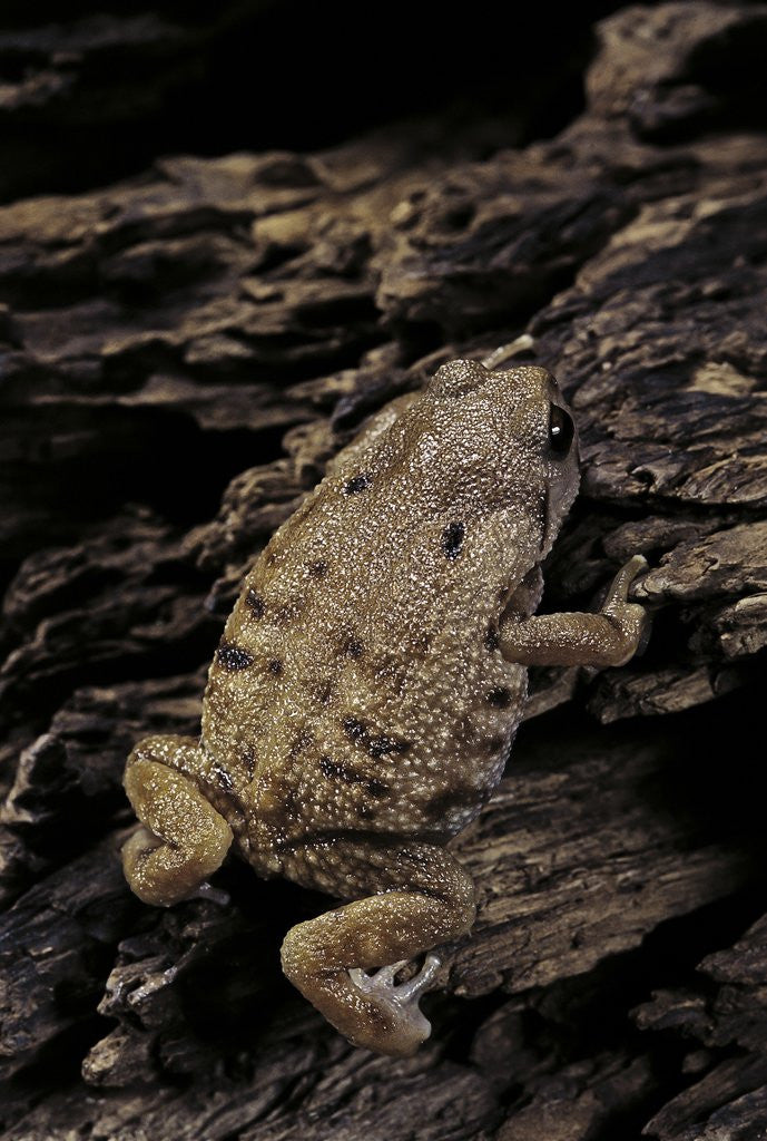 Detail of Arthroleptis (squeaking frogs) by Anonymous