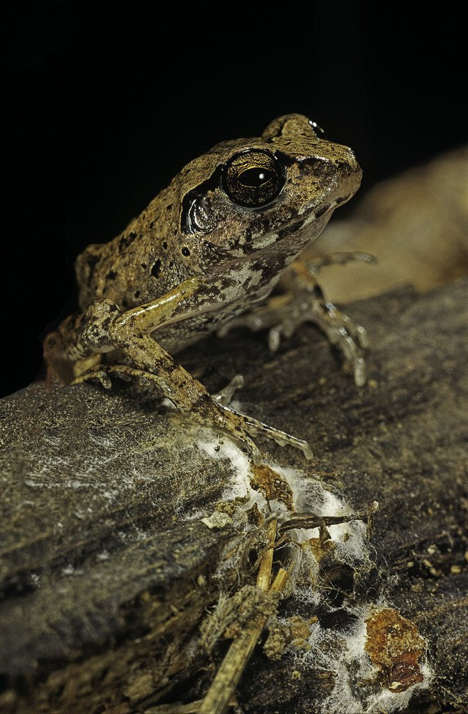 Detail of Arthroleptis stenodactylus (savanna squeaking frog) by Corbis