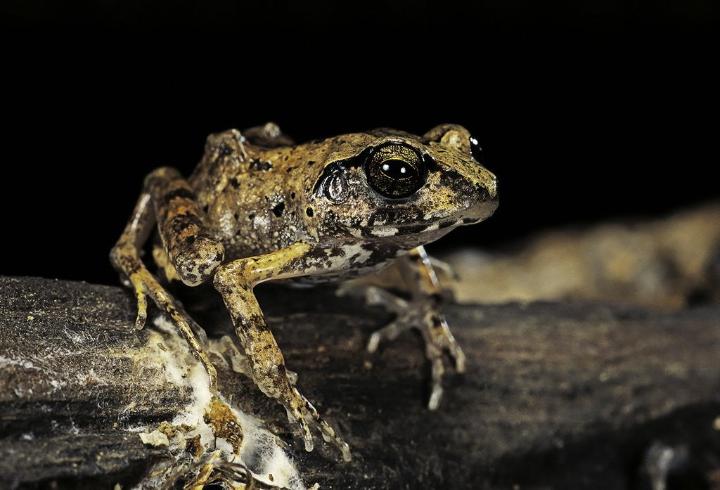 Detail of Arthroleptis stenodactylus (savanna squeaking frog) by Anonymous