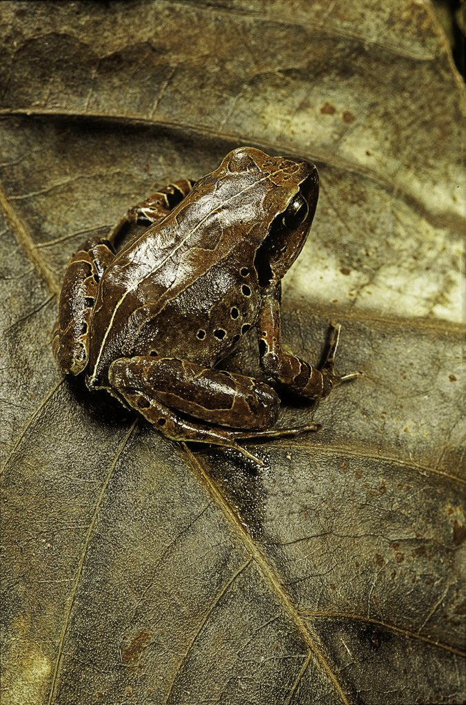 Detail of Arthroleptis variabilis (buea screeching frog) by Anonymous