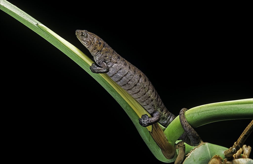 Detail of Bolitoglossa dofleini (giant palm salamander, alta Verapaz salamander) by Anonymous