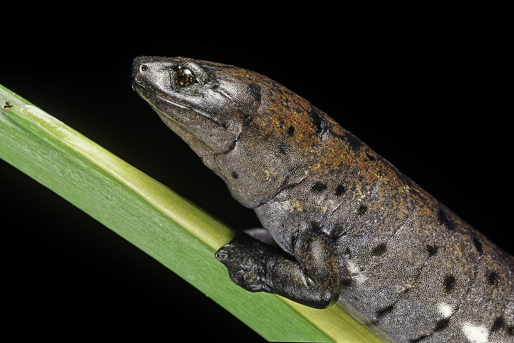 Detail of Bolitoglossa dofleini (giant palm salamander, alta Verapaz salamander) by Corbis