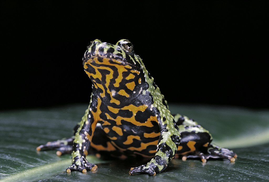 Detail of Bombina orientalis (oriental fire-bellied toad) by Anonymous