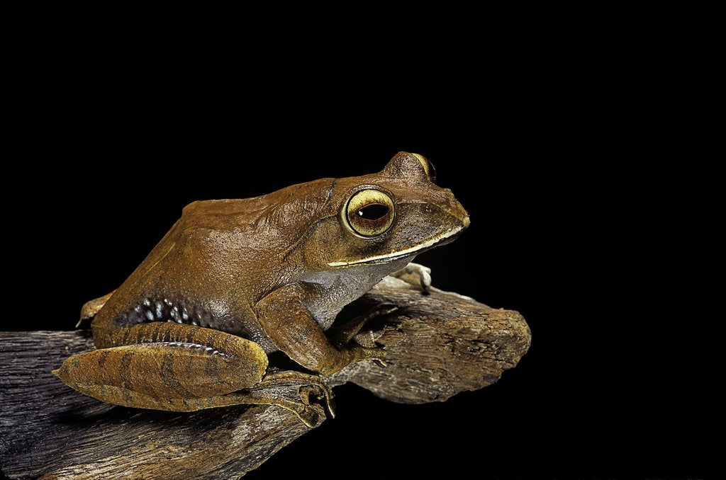 Detail of Boophis madagascariensis (Madagascar bright-eyed frog) by Anonymous