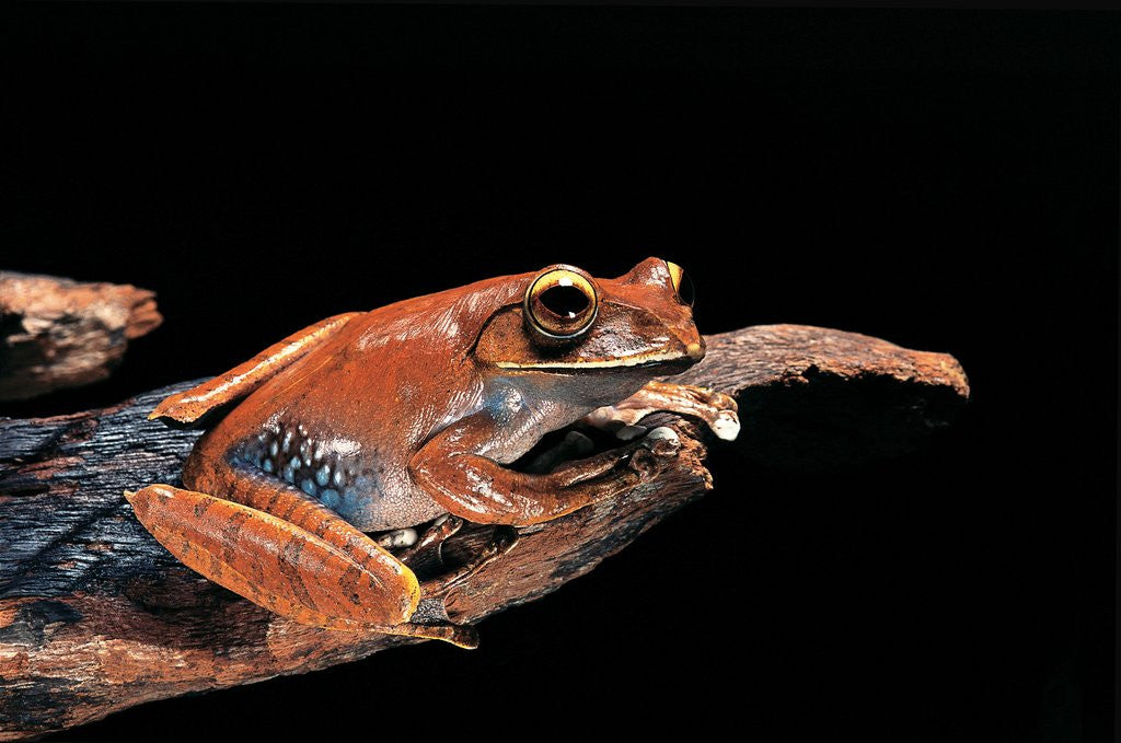 Detail of Boophis madagascariensis (Madagascar bright-eyed frog) by Anonymous